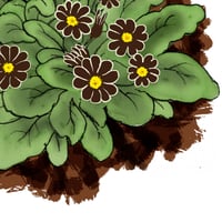 Image of Late March:  Auricula