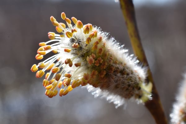 Image of Willow Catkin