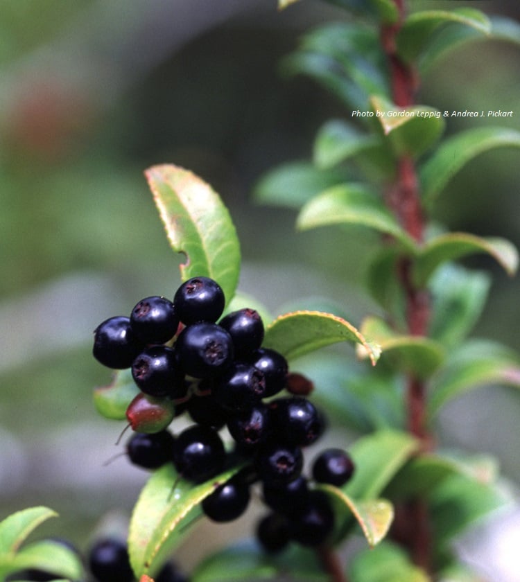 Evergreen Huckleberry : Vaccinium ovatum