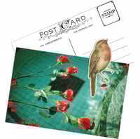 Rose Water Postcard
