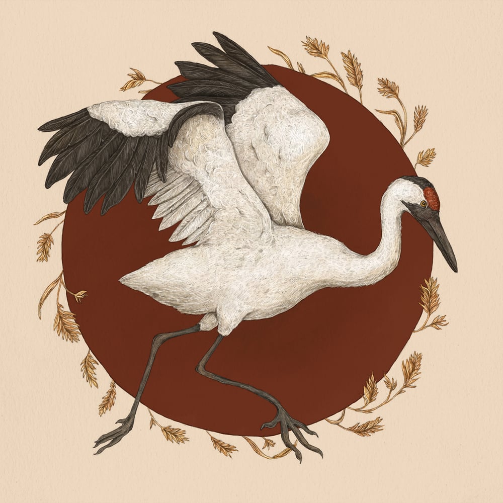 Image of Whooping Crane Print