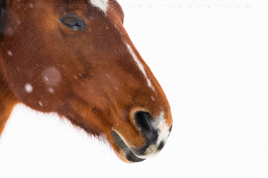 Image of Snow Horse