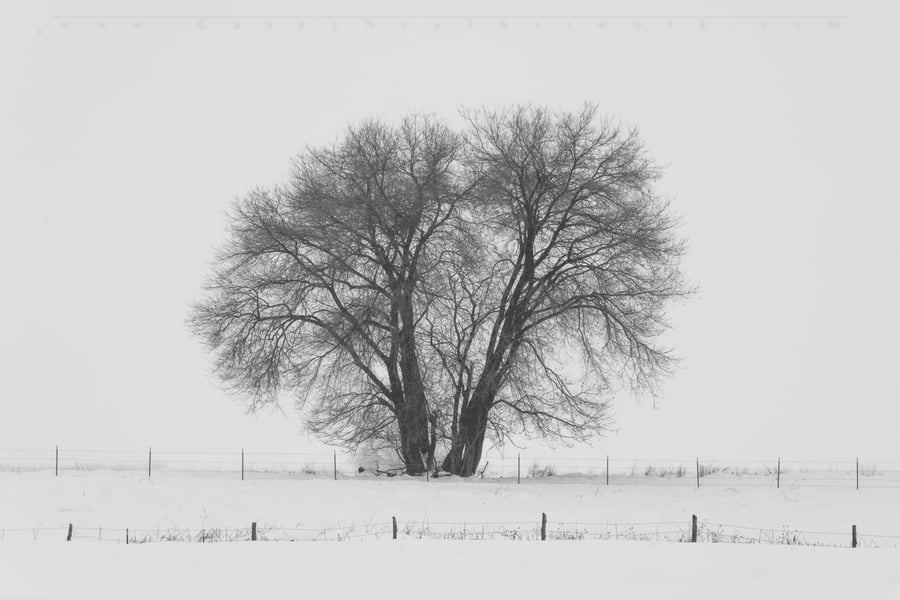 Image of Snow Tree