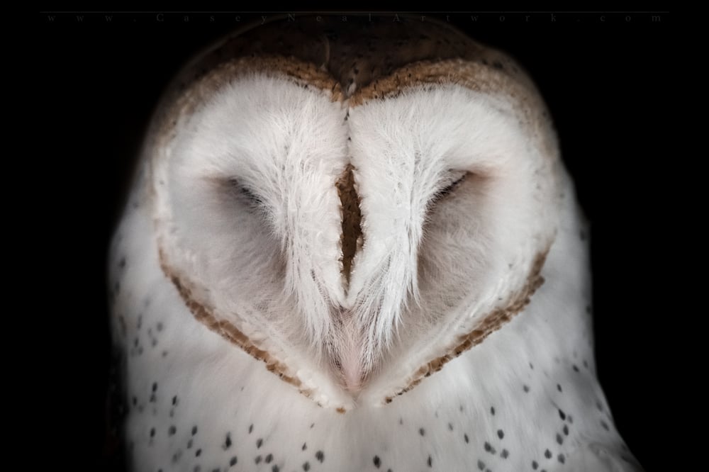 Image of Blind Barn Owl