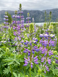 Image 2 of Large-leaved Lupine : Lupinus polyphyllus