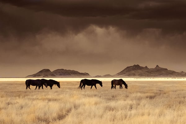 Image of High Desert Nomads