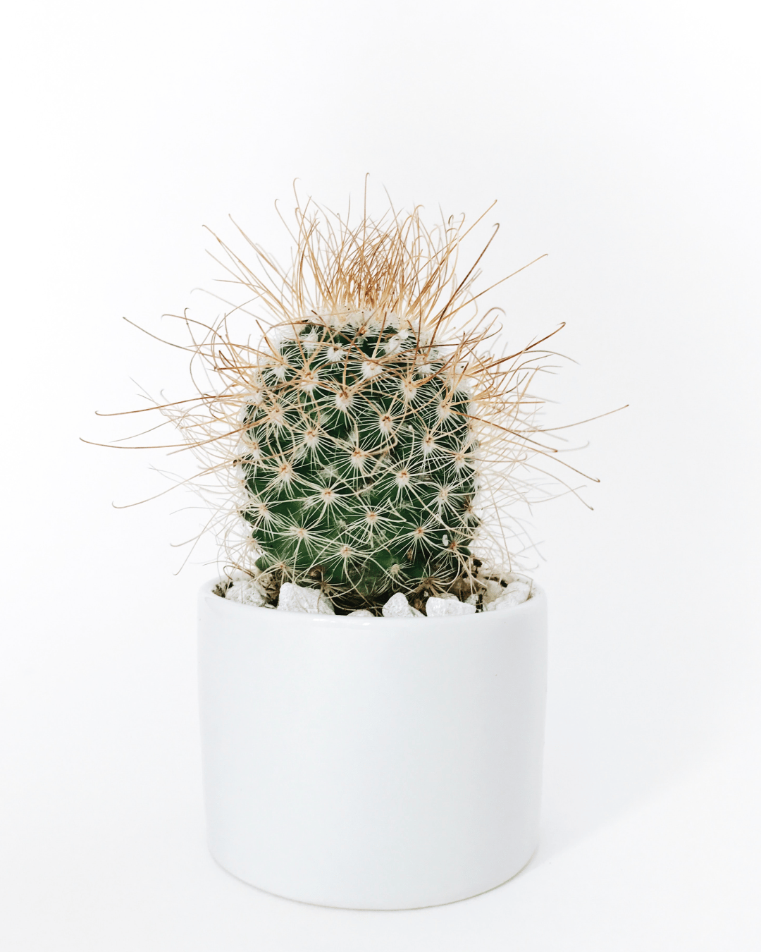 Image of Minimal Vaso com Cactus