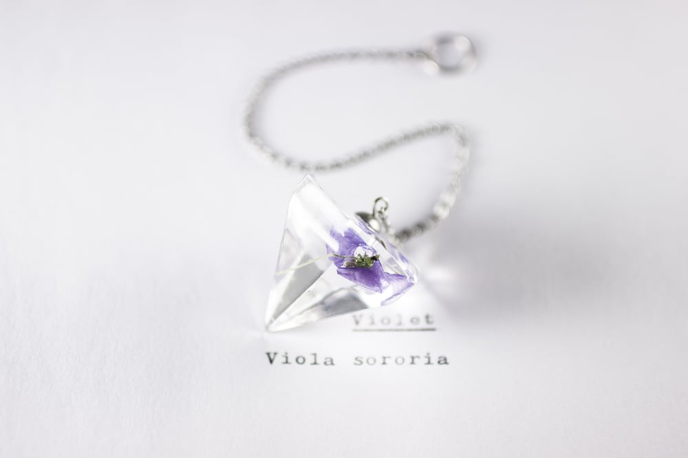 Image of Violet (Viola sororia) - Pendulum #1