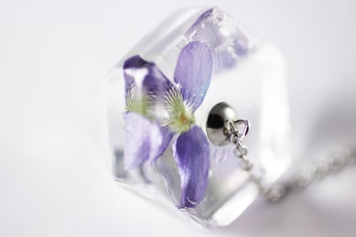 Image of Violet (Viola sororia) - Pendulum #2