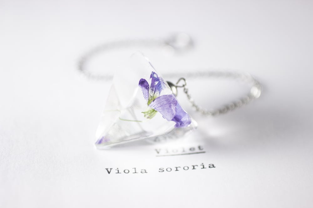 Image of Violet (Viola sororia) - Pendulum #2