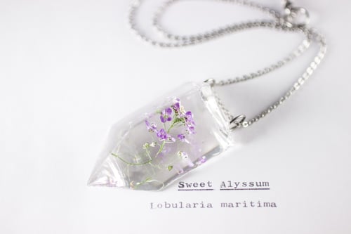 Image of Sweet Alyssum (Lobularia maritima) - Small #5