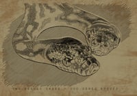 Double Headed Snake 