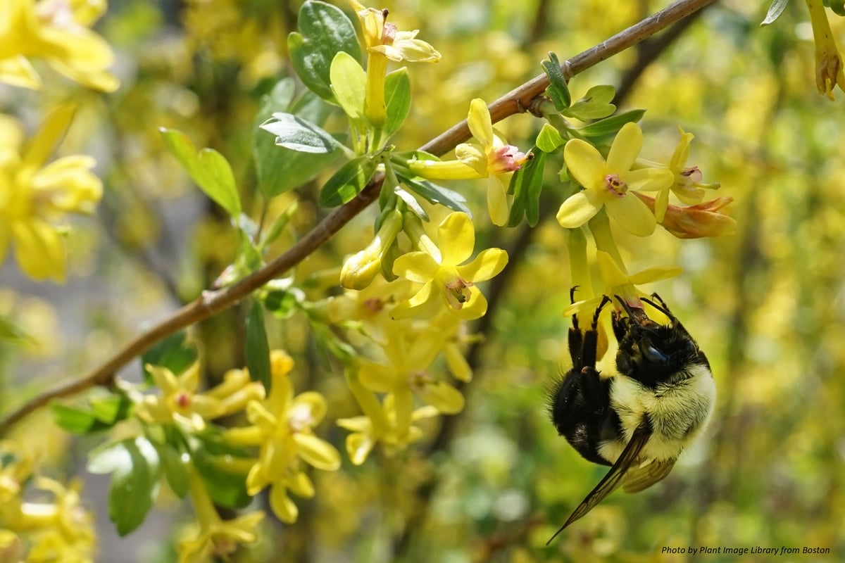 Golden Currant : Ribes aureum