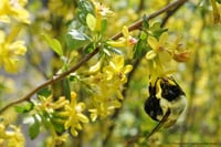 Image 4 of Golden Currant : Ribes aureum