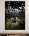 LE JARDINIER DE KYOTO