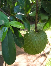 Image 3 of SOUR SOP LEAVES