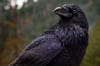 Raven looking - 50x70cm or 70x100cm