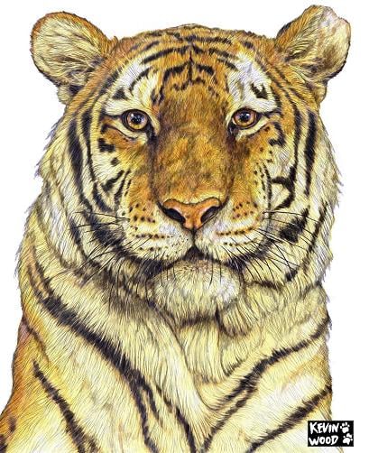 Image of Tiger signed fine art print in mount. Available in three sizes.