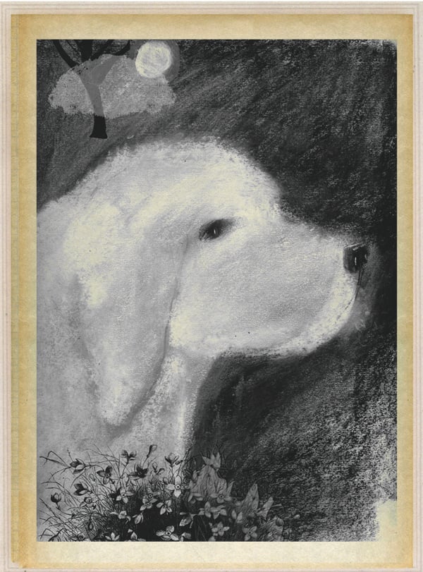 Image of "White Dog" an illustrated memoir