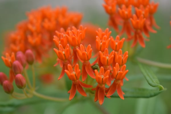 Image of Butterfly Milkweed