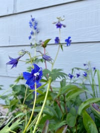 Columbian Larkspur : Delphinium trolliifolium