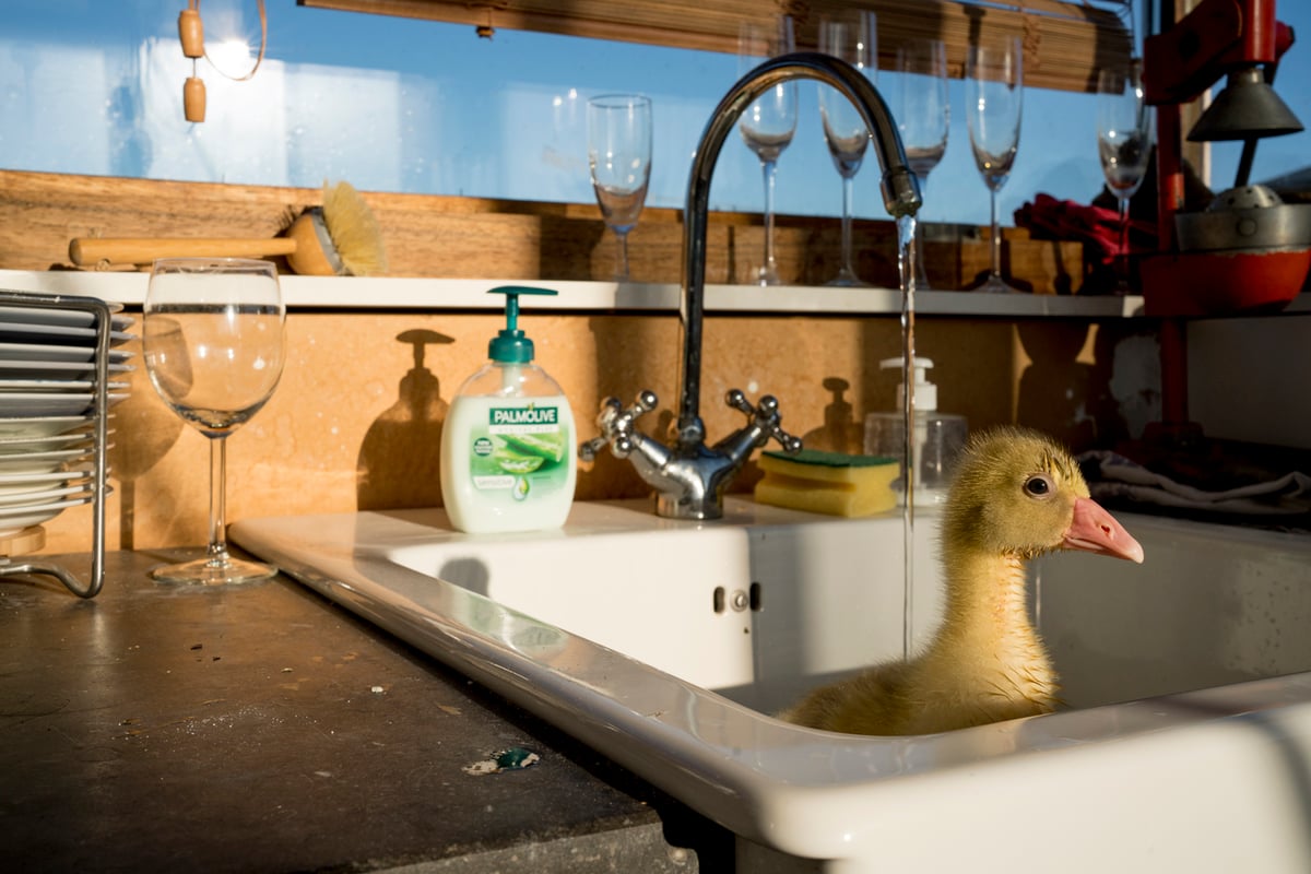 XAVIER BATHING - PRINT