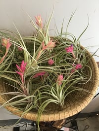 Blooming Air Plant