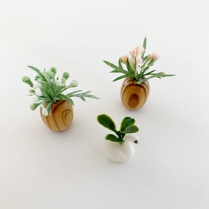 Image of Mini house plants 