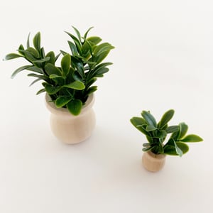 Image of Mini house plants 
