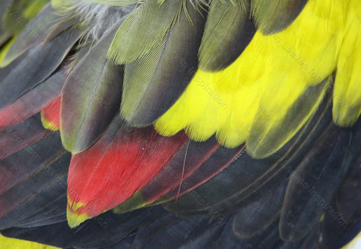 Image of B13 Regent Parrot Feathers 