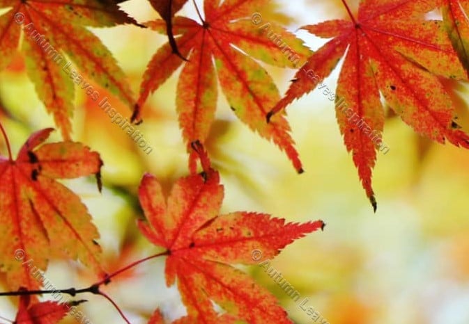 Image of N11 Orange Autumn Leaves 