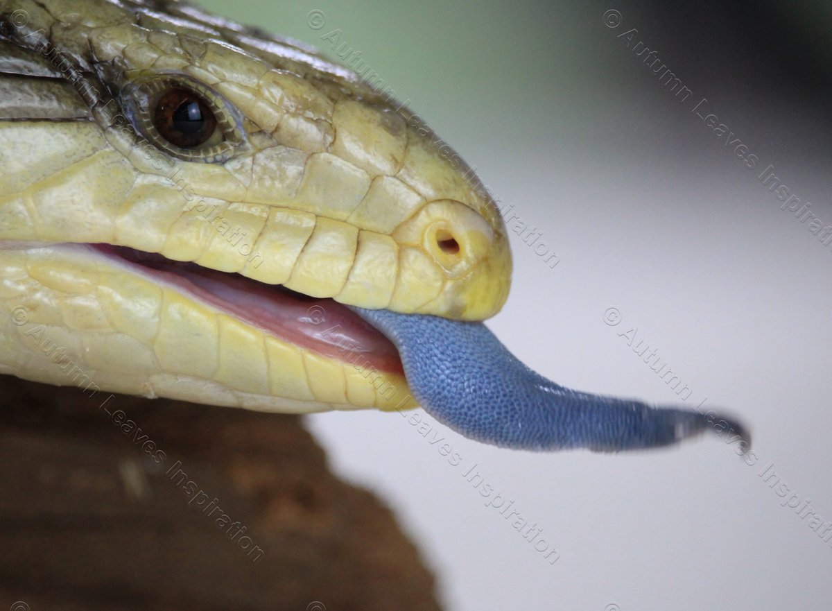Image of A20 Blue Tongued Lizard 