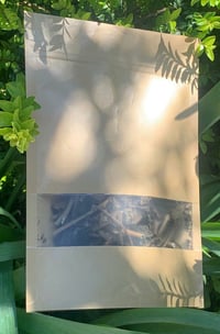 Image 1 of Caribbean Noni Leaves