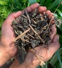 Caribbean Noni Leaves