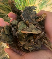 Image 2 of Caribbean Black Sage