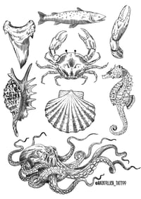 Marine Specimens 