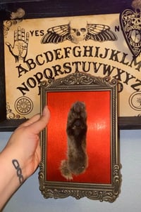 Mummified bobcat paw