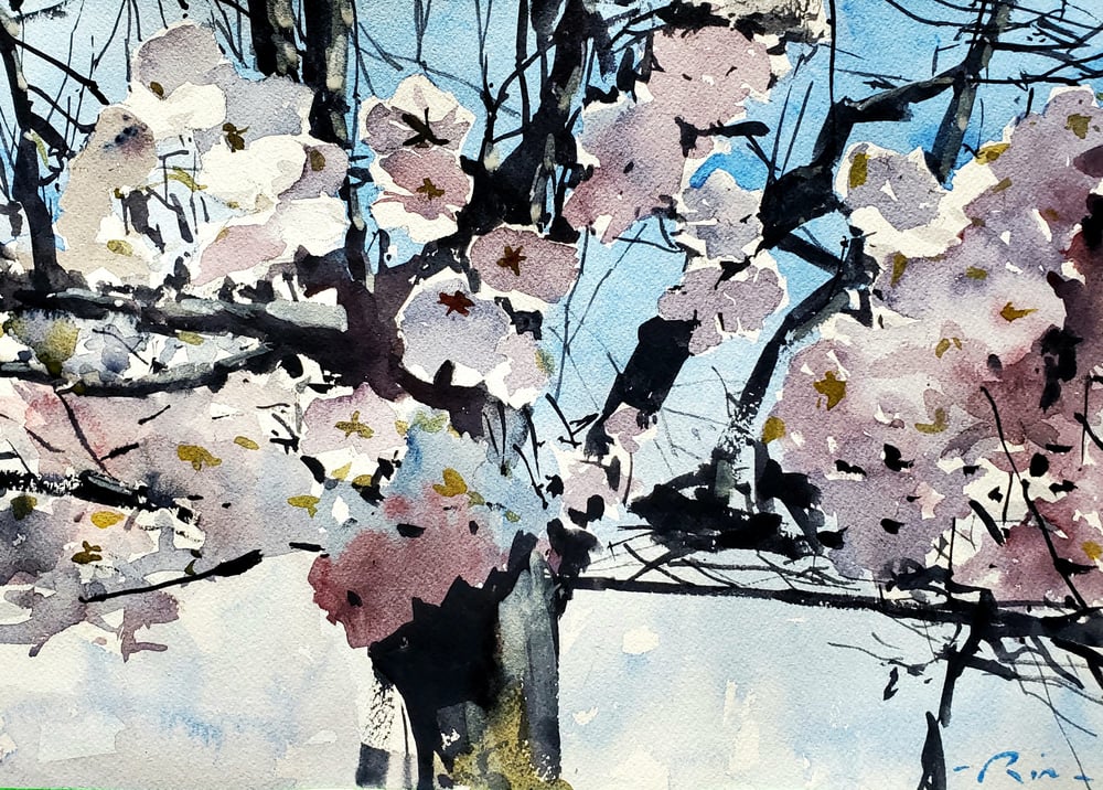 Image of Cherry blossoms prints