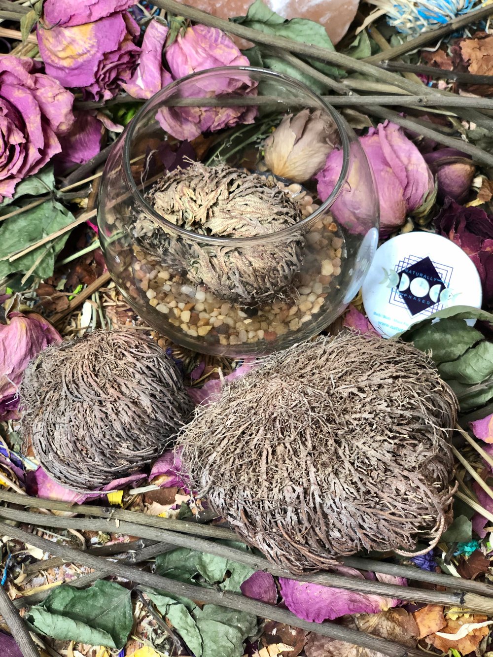 Rose of Jericho 