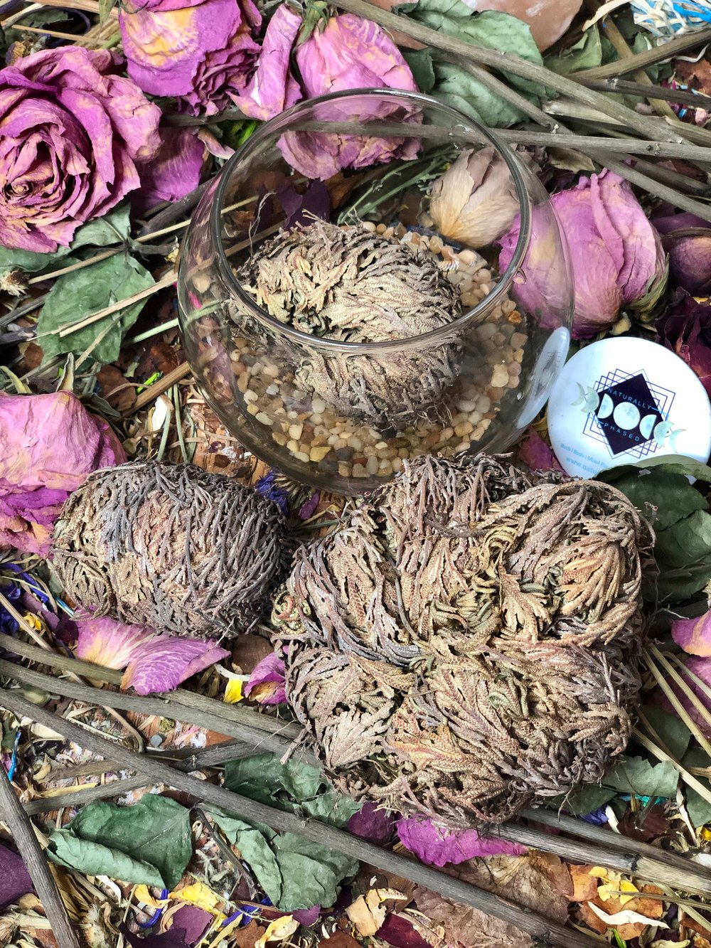 Rose of Jericho 