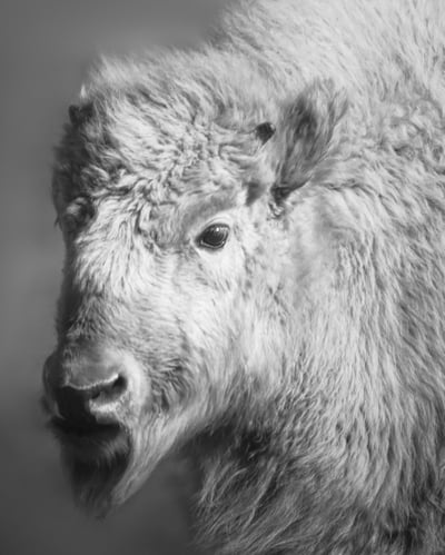 Image of White Buffalo