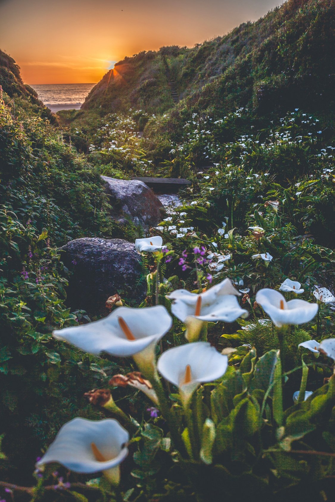 Image of Big Sur Lilly’s