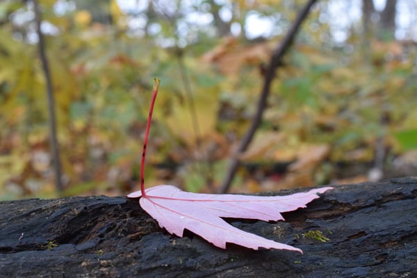 Image of Maple Leaf