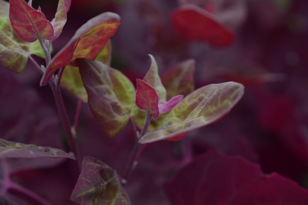 Image of Orach Leaves