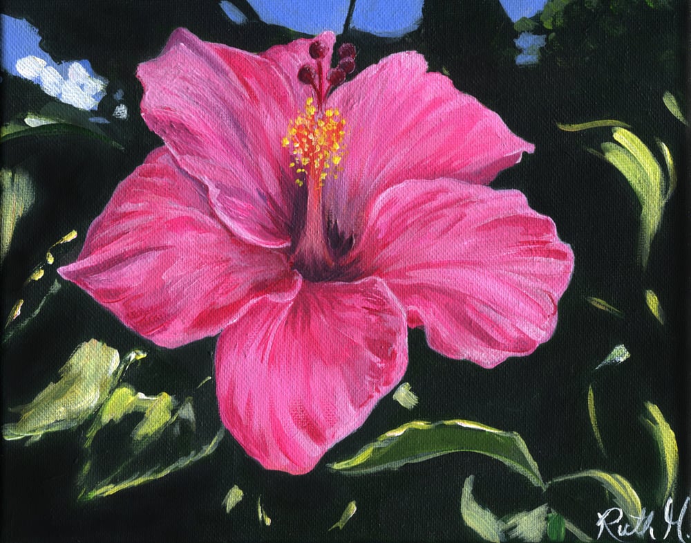 Image of Garden Hibiscus