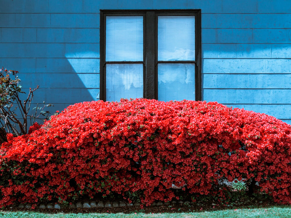 Image of Blue Velvet 