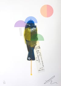 Image 2 of Blue Tit (Rainbow)