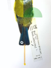Image 3 of Blue Tit (Rainbow)