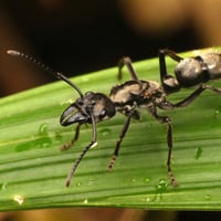 Neoponera Villosa