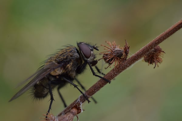 Image of Cluster Fly on Agrimony